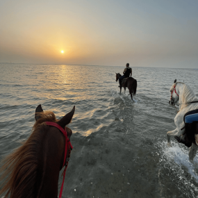 Photo from تجربة ركوب الخيل في جدة in جدة: Gallery Photo 3yoo40