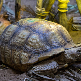 Tropical Land in Jeddah: Gallery Photo 3yoo2b