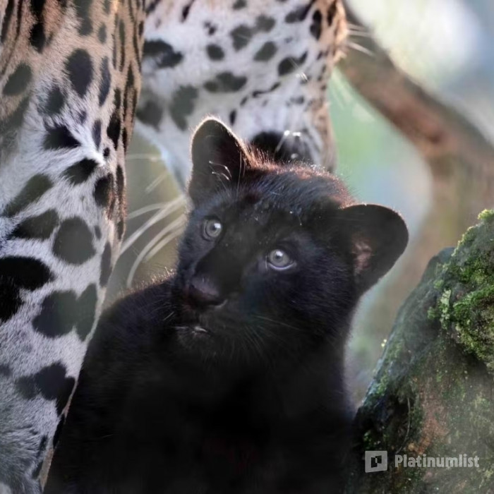 z944pm استديو الصور :أمستردام في حديقة حيوان أرتيس أمستردام الملكية: تذكرة دخول