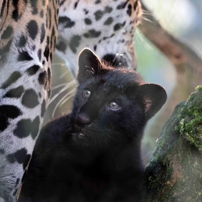 Photo from ARTIS Amsterdam Royal Zoo: Entry Ticket in Amsterdam: Gallery Photo z944pm