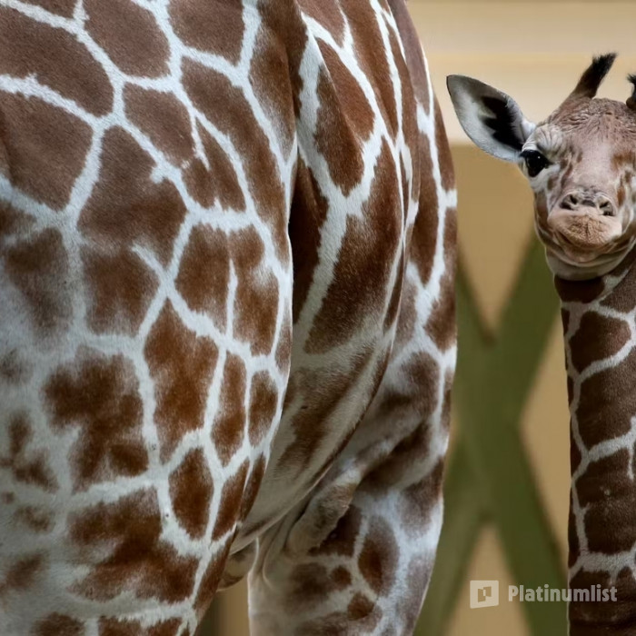 ARTIS Amsterdam Royal Zoo: Entry Ticket in Amsterdam: Gallery Photo n0vvmw