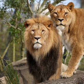 ARTIS Amsterdam Royal Zoo: Entry Ticket in Amsterdam: Gallery Photo zv662b