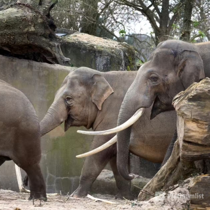 ARTIS Amsterdam Royal Zoo: Entry Ticket in Amsterdam: Gallery Photo 3pjjxx