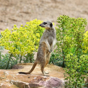 Photo from ARTIS Amsterdam Royal Zoo: Entry Ticket in Amsterdam: Gallery Photo 3j554y