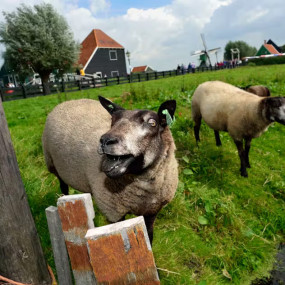 Photo de Zaanse Schans Windmills: Half-Day Guided Tour + Transport dans Amsterdam : Galerie Photo 3e7w9q