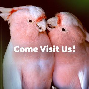 The Green Planet + Ain Dubai - Combo in Dubai: Gallery Photo 34j4wg The Green Planet + Ain Dubai - Combo in Dubai: Gallery Photo 34j4wg