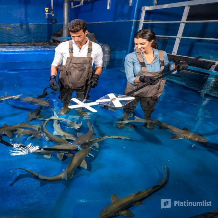 Dubai Aquarium & Underwater Zoo - Shark Trainer Encounter in Dubai : Galerie de photos 35y4r6