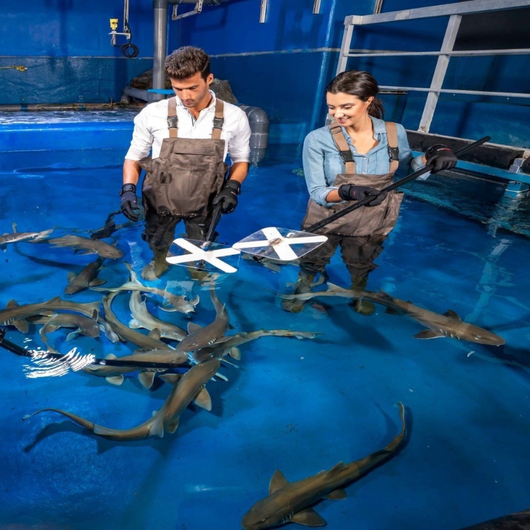 Photo de Dubai Aquarium & Underwater Zoo - Shark Trainer Encounter dans Dubai : Galerie Photo 35y4r6