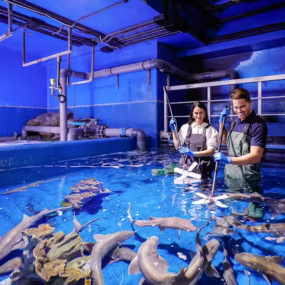 Dubai Aquarium & Underwater Zoo - Shark Trainer Encounter in Dubai : Galerie de photos n69v8y