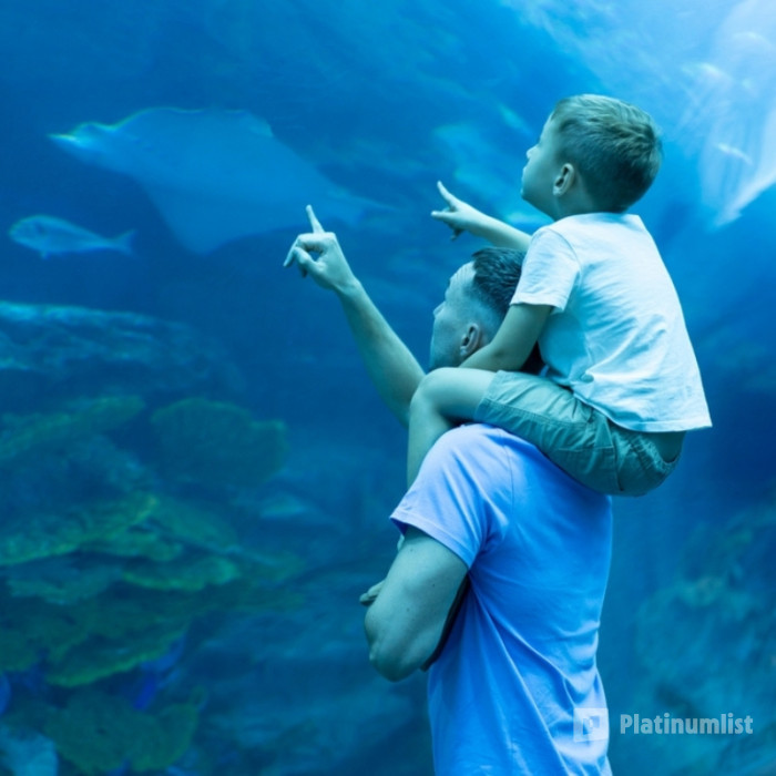 Dubai Aquarium & Underwater Zoo - Ray Encounter in Dubai: Gallery Photo 34j48v Dubai Aquarium & Underwater Zoo - Ray Encounter in Dubai: Gallery Photo 34j48v