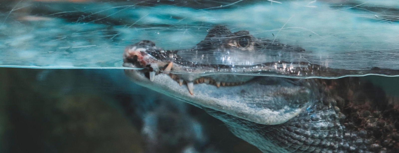 Photo from لقاء ملك التماسيح - دبي أكواريوم وحديقة الحيوانات المائية in دبي: Gallery Photo 3rwg7g