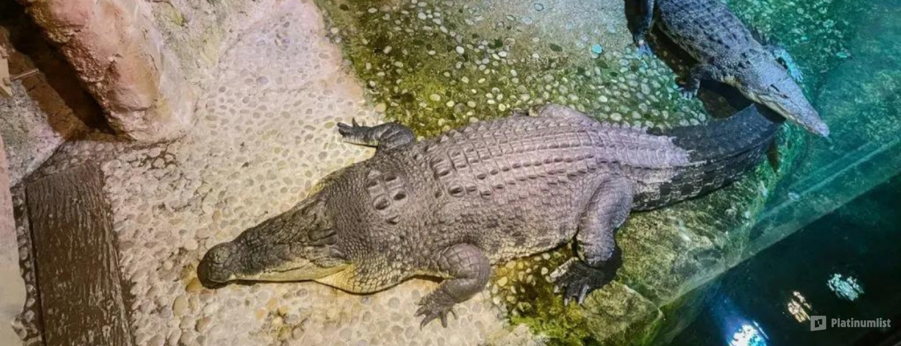 Dubai Aquarium & Underwater Zoo - King Crock Encounter in Dubai: Gallery Photo 3bjq7p