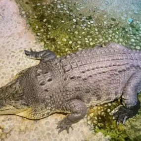 3bjq7p استديو الصور :دبي في لقاء ملك التماسيح - دبي أكواريوم وحديقة الحيوانات المائية