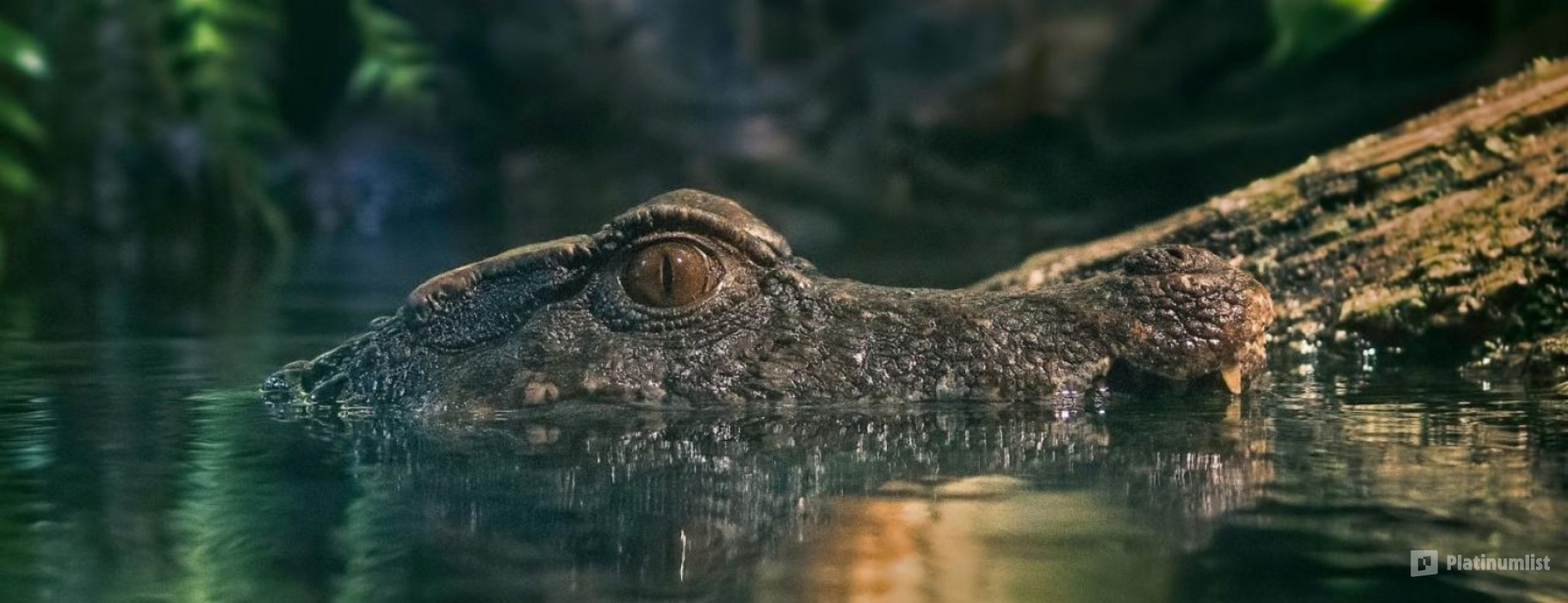 zw6vo4 استديو الصور :دبي في لقاء ملك التماسيح - دبي أكواريوم وحديقة الحيوانات المائية