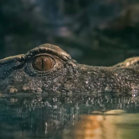 zw6vo4 استديو الصور :دبي في لقاء ملك التماسيح - دبي أكواريوم وحديقة الحيوانات المائية