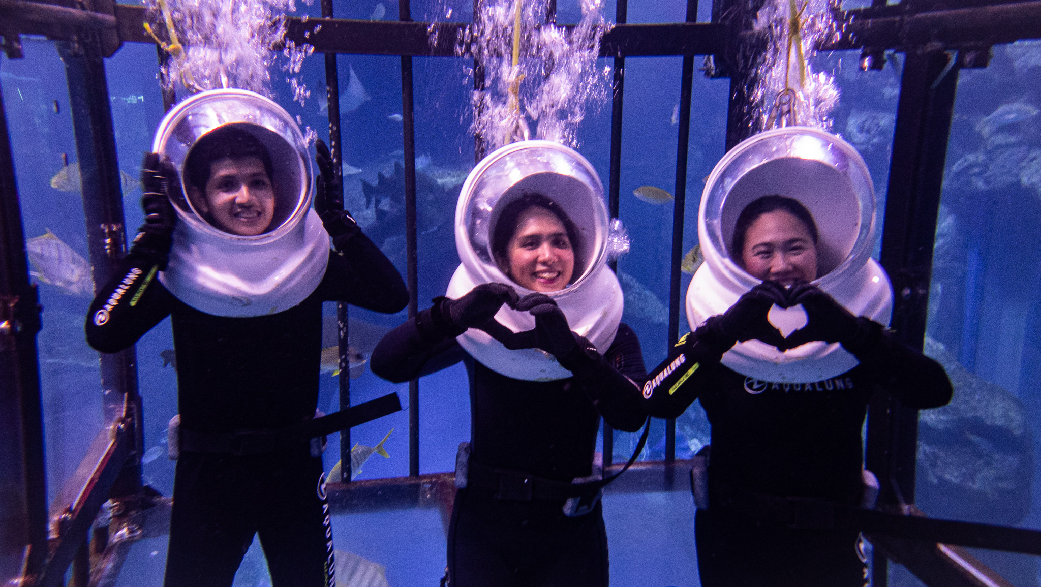 Photo from تجربة الغوص مع القروش في دبي أكواريوم in دبي: Gallery Photo zw6jpb