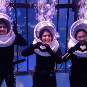 Shark Walker in Dubai Aquarium in Dubai: Gallery Photo zw6jpb Shark Walker in Dubai Aquarium in Dubai: Gallery Photo zw6jpb