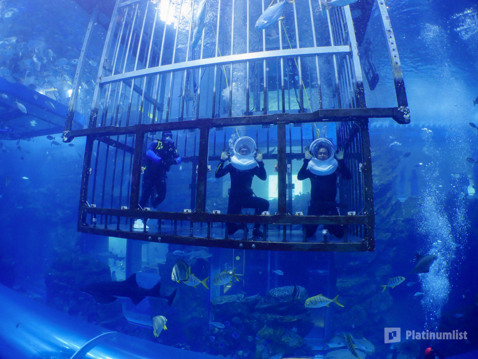 zm0ve5 استديو الصور :دبي في تجربة الغوص مع القروش في دبي أكواريوم