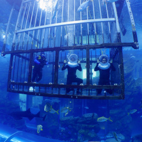 Shark Walker in Dubai Aquarium in Dubai: Gallery Photo zm0ve5 Shark Walker in Dubai Aquarium in Dubai: Gallery Photo zm0ve5