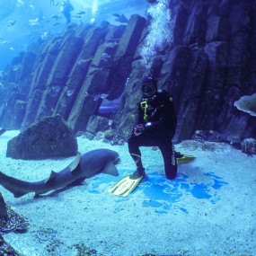 Shark Dive in Dubai Aquarium (Certified Divers Only) in Dubai: Gallery Photo n0v6dq Shark Dive in Dubai Aquarium (Certified Divers Only) in Dubai: Gallery Photo n0v6dq