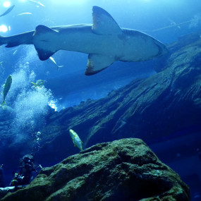 Shark Dive in Dubai Aquarium (Certified Divers Only) in Dubai: Gallery Photo zv6o87 Shark Dive in Dubai Aquarium (Certified Divers Only) in Dubai: Gallery Photo zv6o87