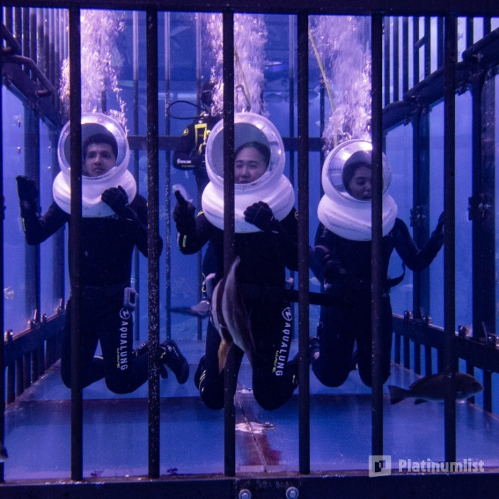 zg4rq4 استديو الصور :دبي في تجربة الغوص مع القروش في دبي أكواريوم