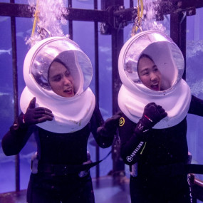 Shark Walker in Dubai Aquarium in Dubai: Gallery Photo zodw84 Shark Walker in Dubai Aquarium in Dubai: Gallery Photo zodw84