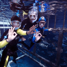 3xvxrk استديو الصور :دبي في تجربة قفص الغطس في دبي أكواريوم وحديقة الحيوانات المائية