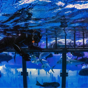 35yj5g استديو الصور :دبي في تجربة قفص الغطس في دبي أكواريوم وحديقة الحيوانات المائية