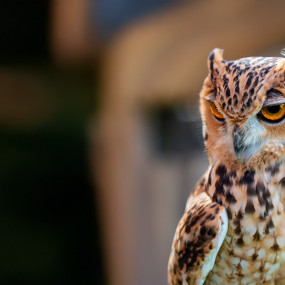 Photo de Emirates Park Zoo + Free Light and Peace museum dans Abu Dhabi : Galerie Photo n0v6bv