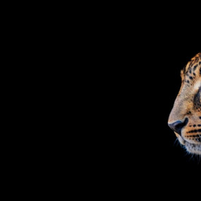 Emirates Park Zoo in Abu Dhabi: Gallery Photo 3pj268