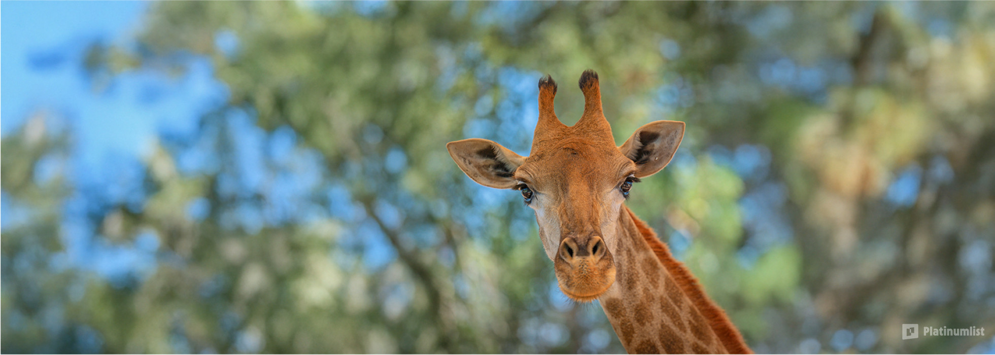 zodw56 استديو الصور :أبوظبي في حديقة الإمارات للحيوانات