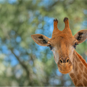 Emirates Park Zoo in Abu Dhabi: Gallery Photo zodw56