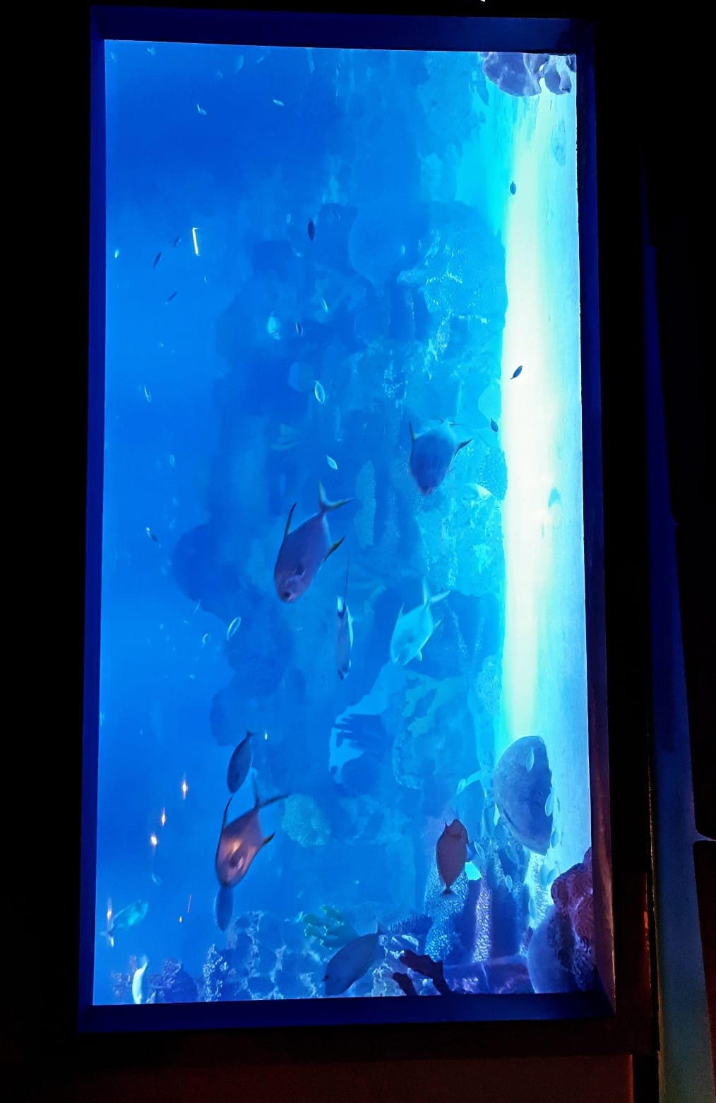 Photo from Istanbul: Emaar Aquarium + SkyView Combo in Istanbul: Gallery Photo 35yjrm