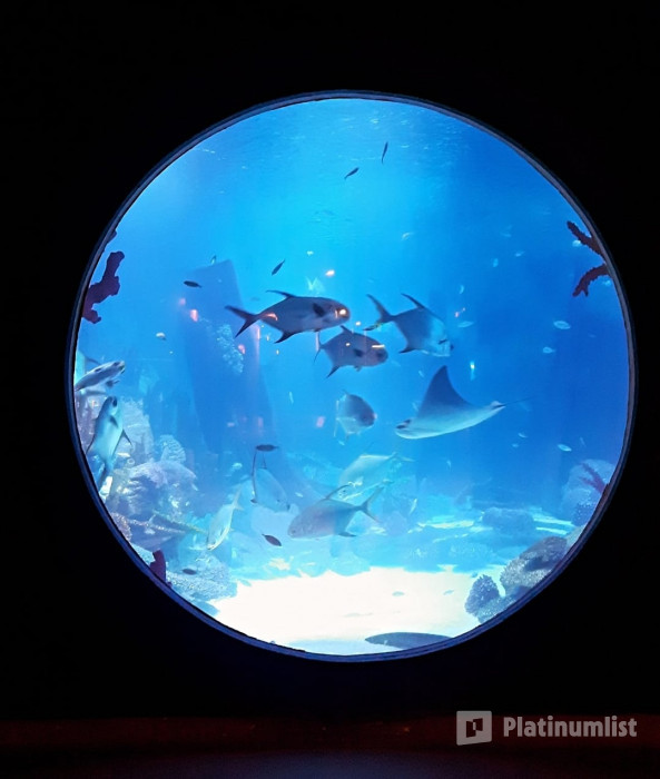 Istanbul: Emaar Aquarium + SkyView Combo in Istanbul: Gallery Photo n26pr0