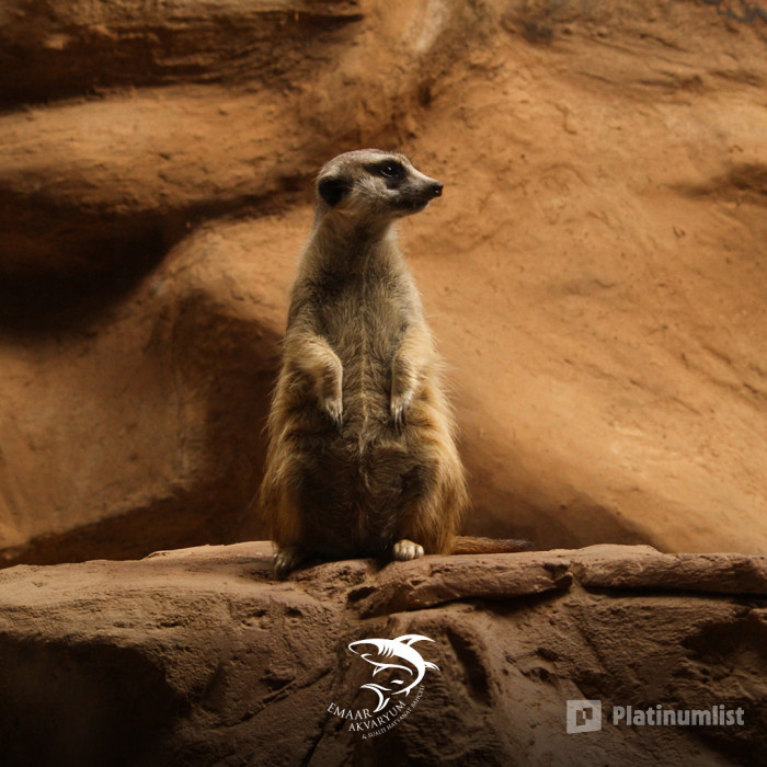 Istanbul: Emaar Aquarium + SkyView Combo in Istanbul: Gallery Photo 3d7ome