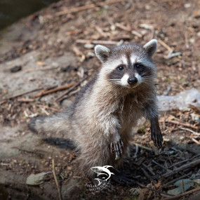 Photo from Istanbul: Emaar Aquarium + SkyView Combo in Istanbul: Gallery Photo z7x8pk