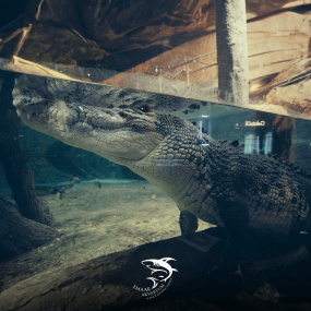 Photo from Istanbul: Emaar Aquarium + SkyView Combo in Istanbul: Gallery Photo 3rwr75