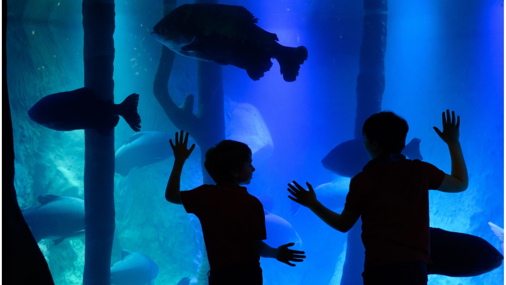 Photo from London Eye, Madame Tussauds & SEA LIFE London - 3 way ticket in London: Gallery Photo 3d7x7b