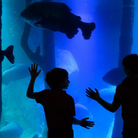 London Eye, Madame Tussauds & SEA LIFE London - 3 way ticket in London: Gallery Photo 3d7x7b