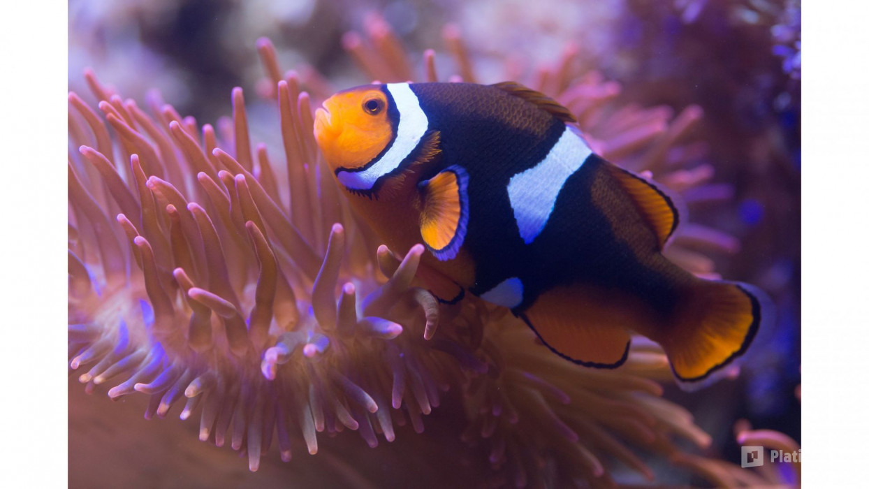 London Eye, Madame Tussauds & SEA LIFE London - 3 way ticket in London: Gallery Photo z7x2xg London Eye, Madame Tussauds & SEA LIFE London - 3 way ticket in London: Gallery Photo z7x2xg