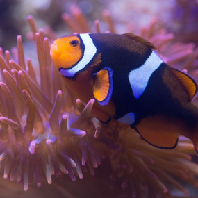 London Eye, Madame Tussauds & SEA LIFE London - 3 way ticket in London: Gallery Photo z7x2xg