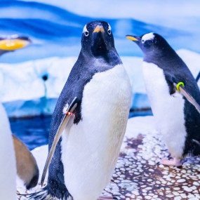 London Eye, Madame Tussauds & SEA LIFE London - 3 way ticket in London: Gallery Photo 34jqjb