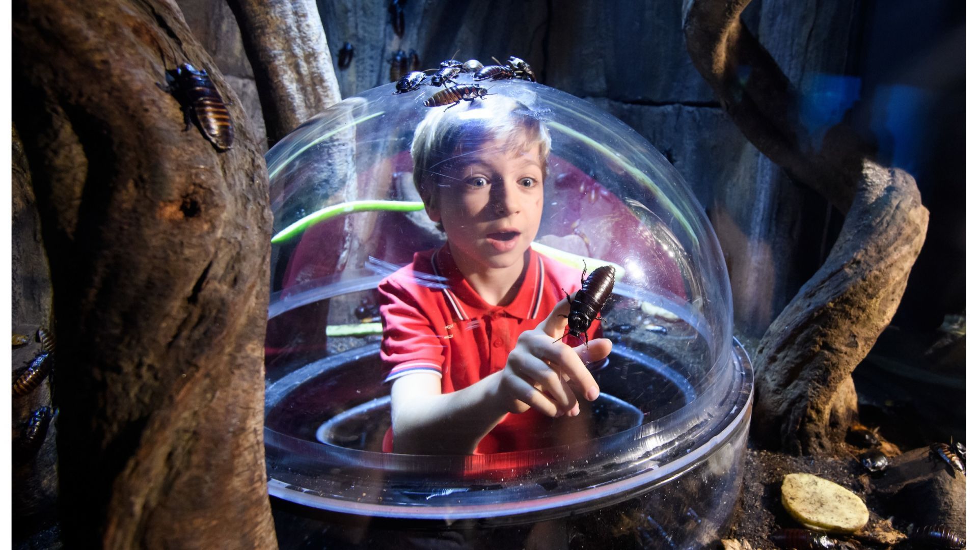 Photo from London Dungeon, SEA LIFE London & Madame Tussauds - 3 way ticket in لندن: Gallery Photo 3e7qw0