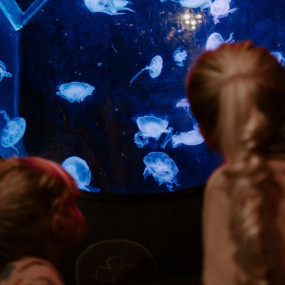 Sea Life Brighton in Brighton: Gallery Photo 3qevp4