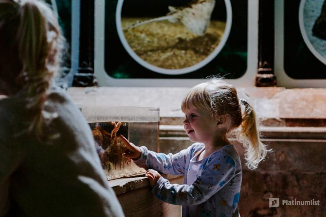 Sea Life Brighton in Brighton : Galerie de photos 3yo464 Sea Life Brighton in Brighton : Galerie de photos 3yo464