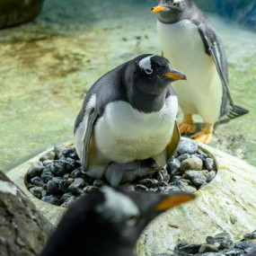 Sea Life Brighton in Brighton: Gallery Photo 35yk4g