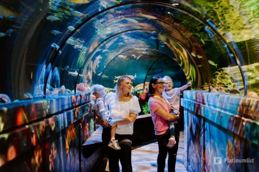 Sea Life Brighton in Brighton : Galerie de photos n69kvp Sea Life Brighton in Brighton : Galerie de photos n69kvp