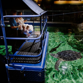 Photo from Sea Life Brighton in Brighton: Gallery Photo n15o2b