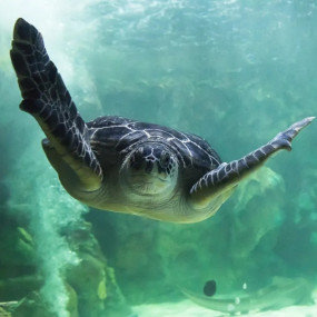 Photo from Sea Life Brighton in Brighton: Gallery Photo 3e7qym